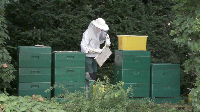 Honigernte - Entnahme der Waben